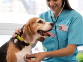 Veterinaria gratuita en CABA: a qué servicios podés acceder y cómo inscribirse