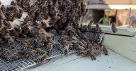 Honey bee colonies struggle to survive according to new survey