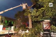 UEPC y PC Colima eliminan enjambre de abejas en el Jardín Libertad