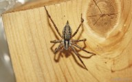 Maine has spiders that can hiss and jump
