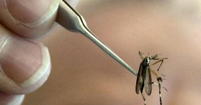 Mosquitoes test positive for West Nile Virus near Moses Lake