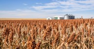 Kansas milo crop ‘tremendous’ — but low prices, disappearing markets jeopardize sales