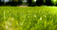 Maintaining Green Lawns on Commercial Properties: What It Takes!
