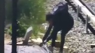 Video: un intento de robo de cables en la Línea Mitre terminó con un joven detenido