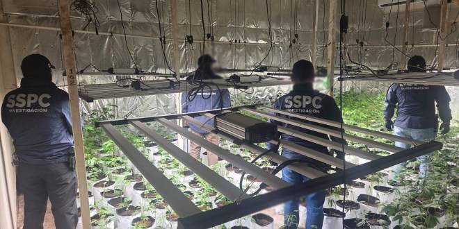 En la CDMX catean inmuebles utilizados para el cultivo y almacenamiento de marihuana; hay cuatro detenidos