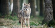 Seis de cada diez lobos que mueren en Europa son víctimas de la caza