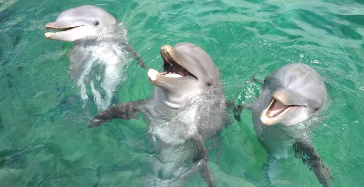 Dolphin Dies at Miami Seaquarium, Adds to Park's Checkered Past