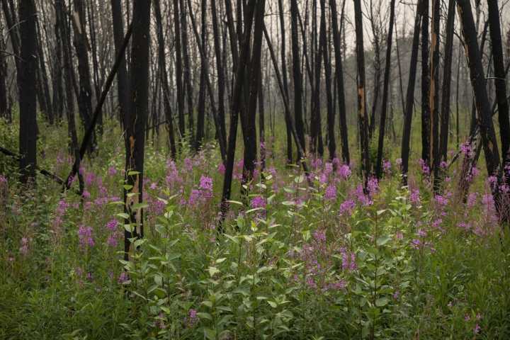 Tourism operators' bottom line burned by another summer of wildfires