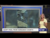 Give Pixel from Hernando County a fur