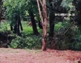 Investigan el supuesto avistamiento de un puma en un barrio de Posadas