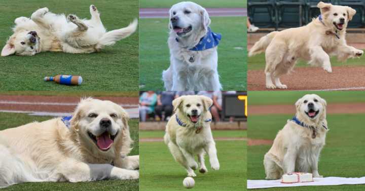 Barkansas Dizzys named MiLB’s ‘Best New Alternate Identity’