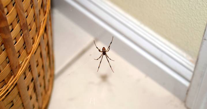 Brits recommended to do three tings to keep spiders out during 'mating season'
