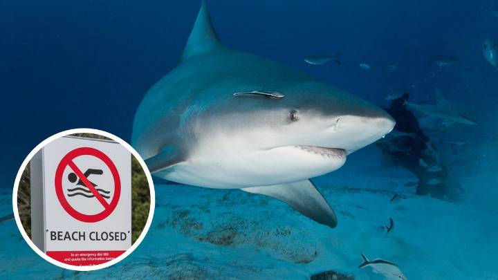 City of Fremantle shuts beaches after bull sharks seen swarming near fatal Swan River scene
