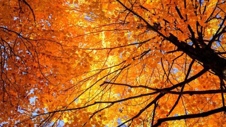 How autumn can be beneficial for your brain, according to a psychologist