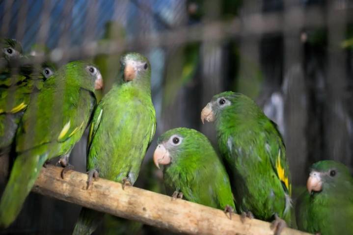 Serfor rescata más de 800 tortugas, iguanas verdes, loros y primates en Lima
