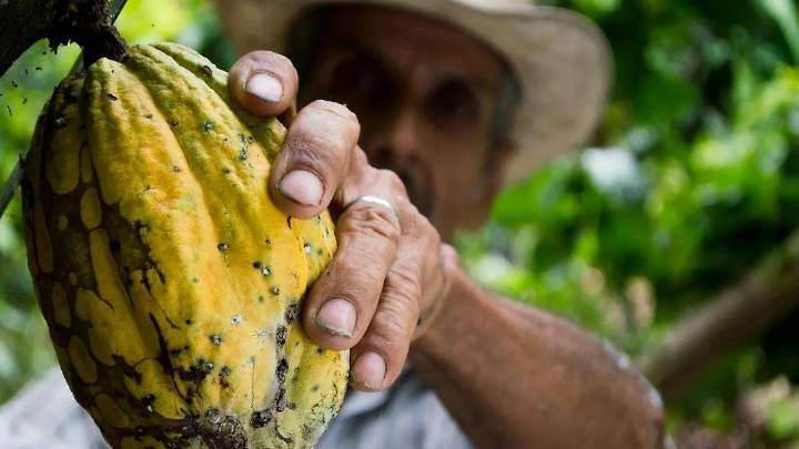 Leyenda del cacao en Tula, un regalo de Quetzalcóatl al pueblo Tolteca
