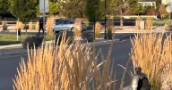 Teen boy killed after hit by car while riding e