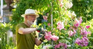 Vital reason gardeners must never throw away carpets in September