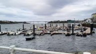 El fuerte viento causa estragos en el puerto de Castropol: una lancha a pique y varias dañadas