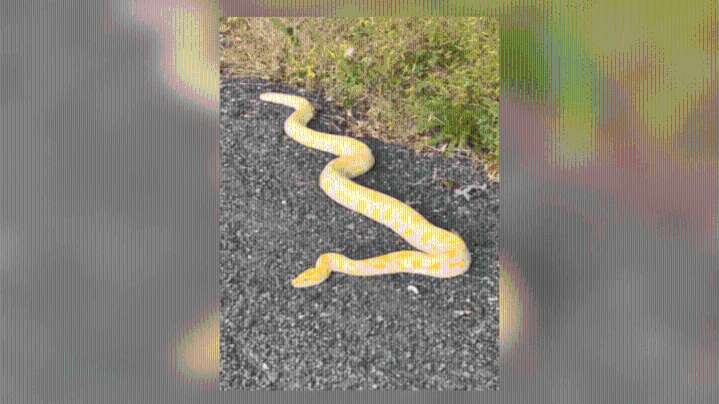 Owner of 9-foot Burmese python sought by police in Coventry
