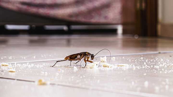 The Dirty Thing In Your Home You Should Be Cleaning Regularly To Help Prevent Cockroaches