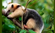 Un evento natural en Caracas: se soltarán especies en el Ávila