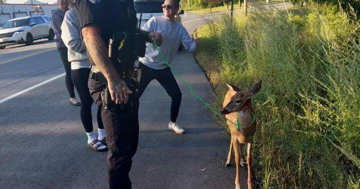 Fairfield PD helps deer after it runs into car