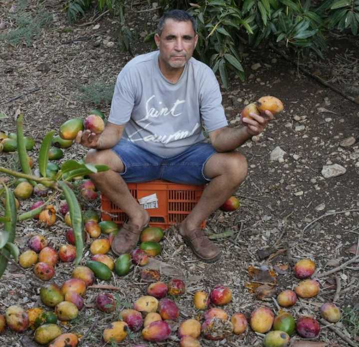 Israel: Los productores de mango dejan que la fruta se pudra mientras colapsan las exportaciones