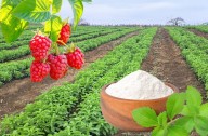 Sullana apuesta por la stevia y la frambuesa como nuevos cultivos alternativos