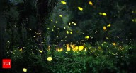 10 glow-in-the-dark insects and how they use bioluminescence