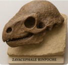 Descubren una nueva especie de dinosaurio en Mongolia