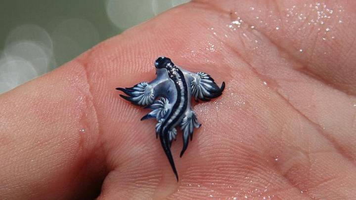El dragón azul también llega a las costas de Cuevas del Almanzora (Almería): prohíben el baño en tres playas por seguridad