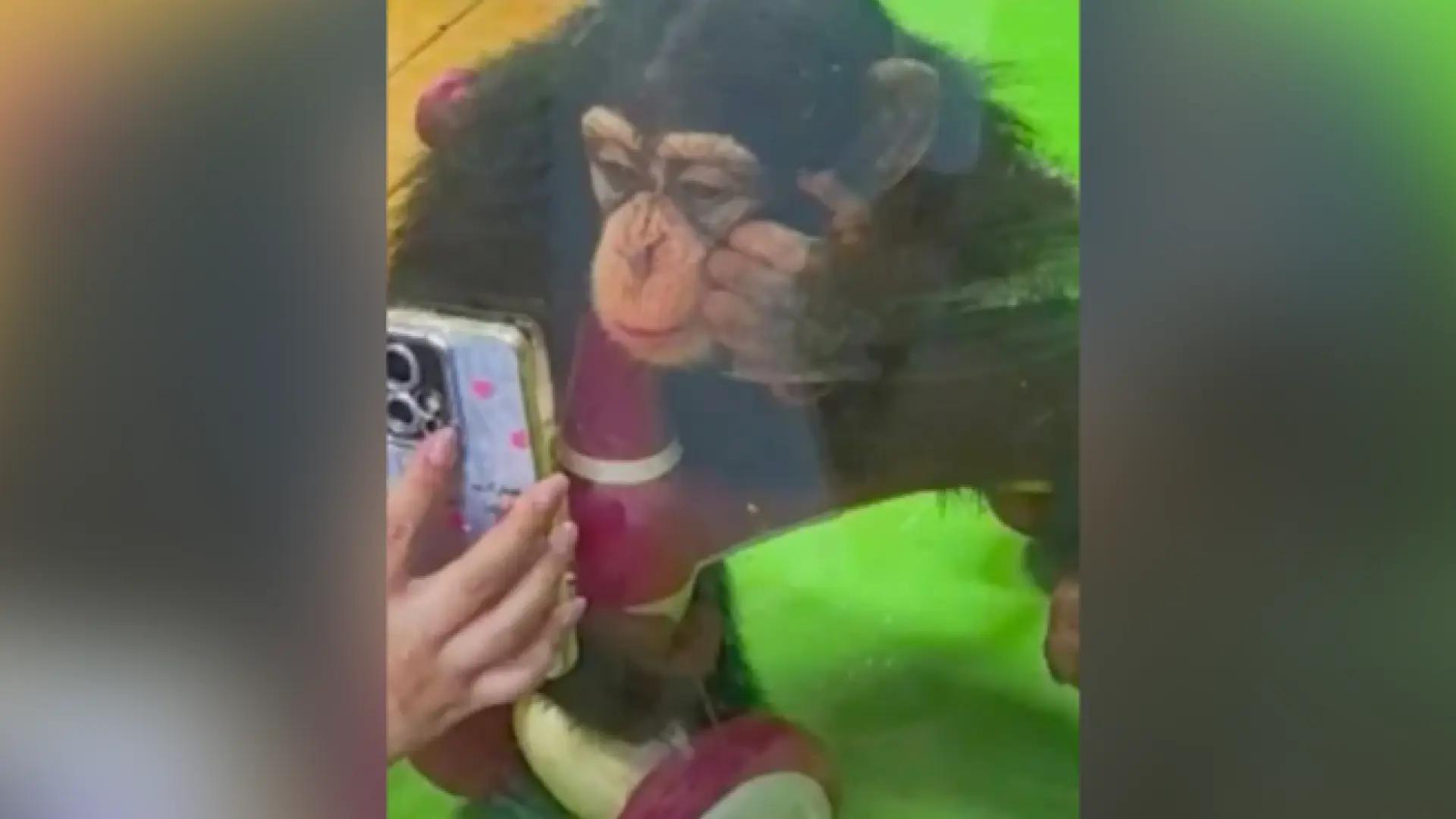 Un zoo chino prohíbe a sus visitantes enseñarles vídeos cortos a los chimpancés