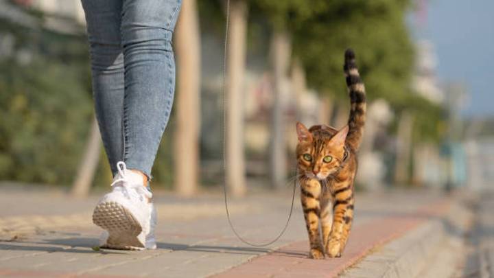 ¿Qué quiere decir mi gato cuando mueve la cola? Pocos lo saben pero es clave para entenderlo