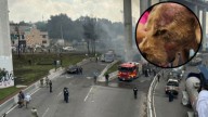 Tiene quemaduras en su cara, cuello y lomo: actualizan el estado de salud de "Tita", perrita que sobrevivió a la explosión en Iztapalapa