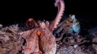 How to use 8 arms? Octopuses tend to explore with their front limbs
