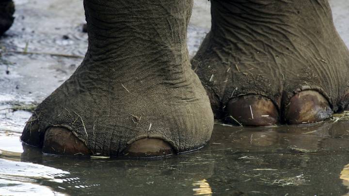 Canadian filmmaker to address LA council on elephant captivity