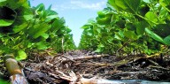 La agricultura sustentable apuesta a la Inteligencia artificial