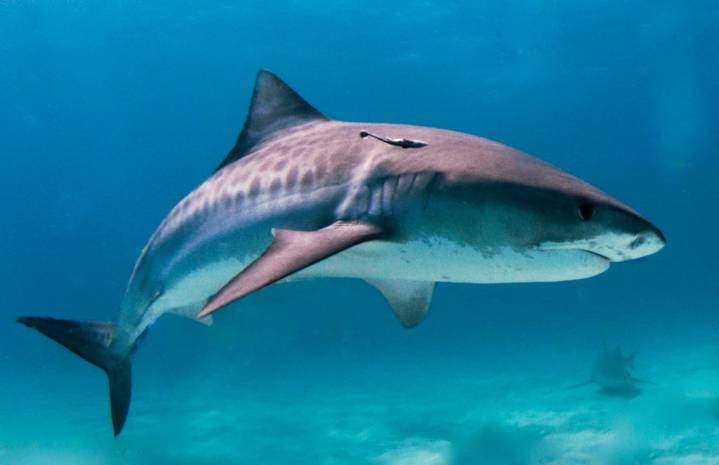 Key Largo shark bite: 8-year-old boy on path to recovery (report)