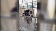 LA Animal Services' transfer program raises concern by some animal lovers