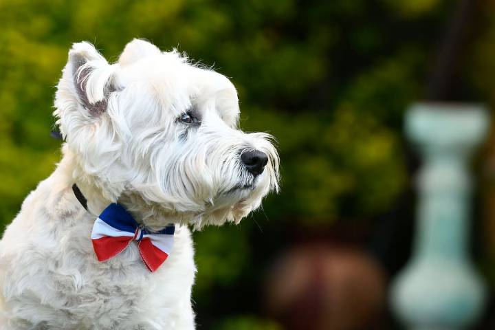 Gobierno llama a NO llevar mascotas a las fondas en Fiestas Patrias y advierte sobre los peligros