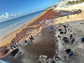 Marina intensifica acciones contra el sargazo en Quintana Roo; recolección triplica cifras de 2024