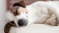 Soy veterinario y esto es lo que le digo a los clientes que duermen con sus perros en la cama