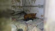 Missouri Rescue Pup Once Lost In The Rubble Finally Learns What Home Feels Like