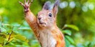 Squirrel takes wild plunge onto driver’s car in Massachusetts dashcam surprise