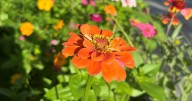Hardy as zinnias, persistent as the thing with feathers: Rediscovering poetry in divided times