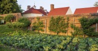 Grow fruit trees in small spaces with the trick known as espalier
