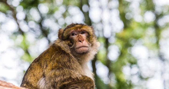 I visited one of the UK’s best wildlife parks just 1 hour from Birmingham