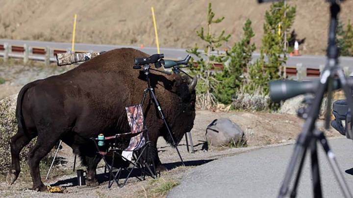 Yellowstone Photographers Scramble After Bison 'Comes Out Of Nowhere'