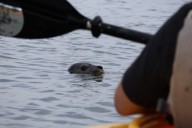 'Quite a shock:' Harbor seal tags along on Murrells Inlet kayak tour